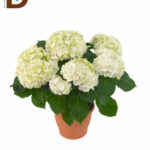 İTHAL HYDRANGEA MAC WUDU Q13 — 40 CM / BEYAZ ORTANCA / 1 ADET