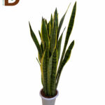 İTHAL SANSEVERIA TRIFASCIATA / PAŞA KILICI / 1 ADET