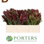 LEUCADENDRON SAFARI SUNSET 60cm / 1 DEMET - 10 DAL