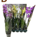 PHALAENOPSIS HYBRID 12Ø 80cm 3Br 33std / 3'LÜ MİX ORKİDE / 1 ADET