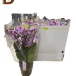 PHALAENOPSIS MTFL OV ROZE 15Ø 50cm 4Br 23std / BELISSIMO ORKİDE / 1 ADET