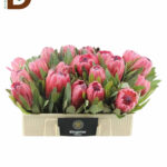 PROTEA RED ICE 60cm / 1 ADET