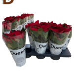 QUEEN POİNSETİA Q13 / ATATÜRK ÇİÇEĞİ / 1 ADET