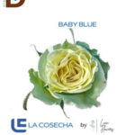ROSA GR BABY BLUE TINTED 60CM / 1 KUTU - 25 ADET