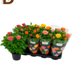 ROSA PATIO-HIT G 5 SRT 13Ø 33cm 12std 1 / İTHAL MİNYATÜR GÜL / 1 ADET
