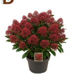 SKIMMIA JAP RUBELLA 38Ø 90CM / 1 ADET