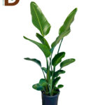 STRELITZIA NICOLAI 21Ø 150cm / STARLİÇE / 1 ADET