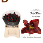 TULIPA EN AMSTERDAMNED 36CM 30GR / 1 DEMET - 10 ADET