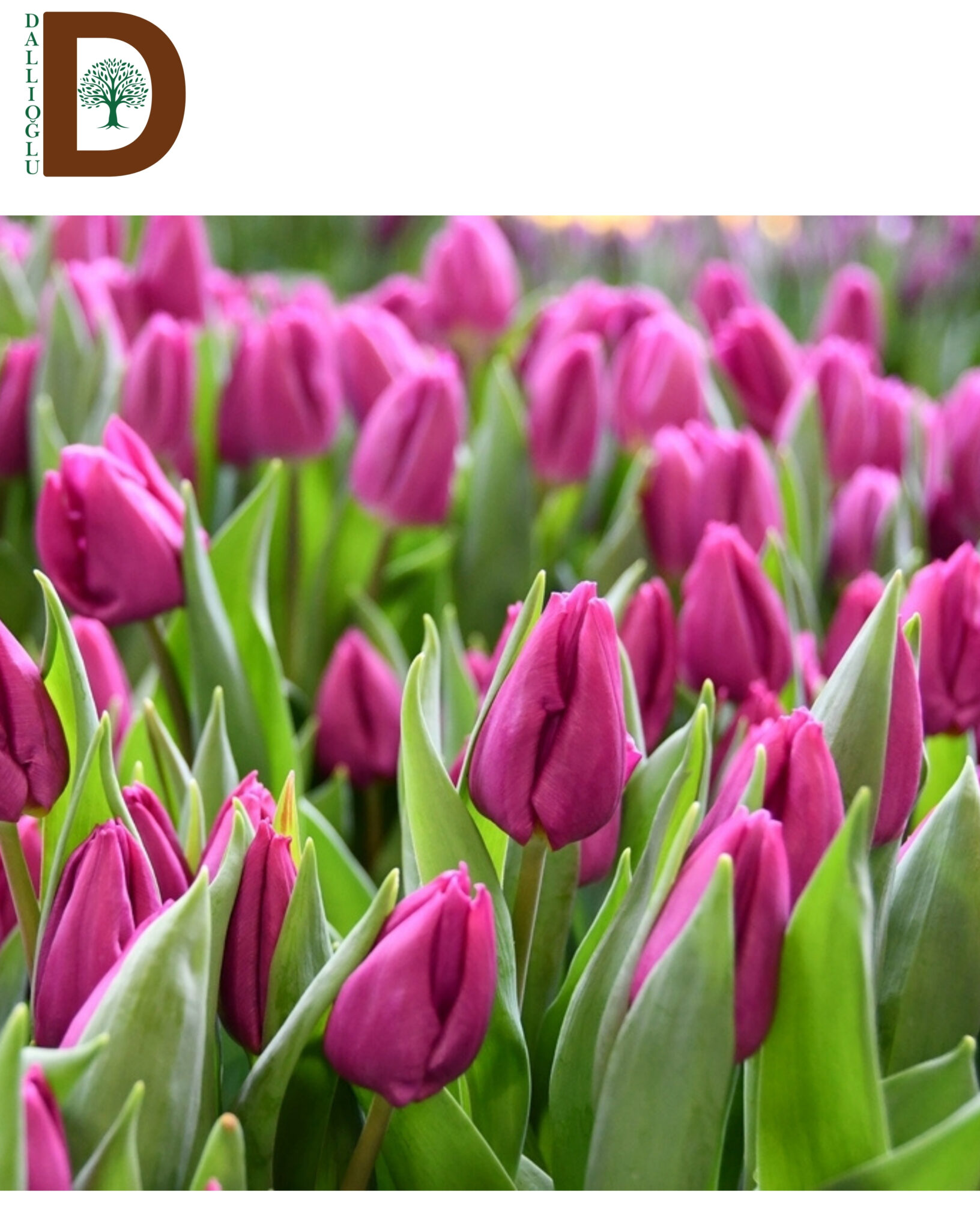 TULIPA EN PURPLE PRINCE TULIPA EN PURPLE PRINCE 38CM 37GR / 1 DEMET / 10 ADET - Görsel 1