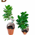 YERLİ BONSAİ Q10 25CM / 1 ADET