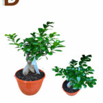 YERLİ BONSAİ Q25 40CM  / 1 ADET