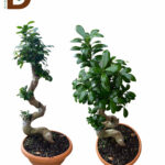 YERLİ BONSAİ Q40 70CM / 1 ADET