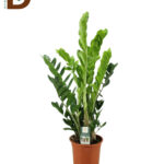 ZAMIOCULCAS ZAMIIFOL 17Ø 80cm 5Br / ZAMİA / 1 ADET