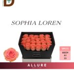 ROSA GR SOPHIA LOREN 60CM 23STD / 1 DEMET - 10 ADET