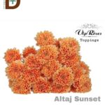 CHRYSANTHEMUM T ALTAJ SUNSET / 1 DEMET - 10 ADET