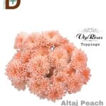 CHRYSANTHEMUM T ALTAJ PEACH / 1 DEMET