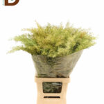 ACACIA BL CL LUNE BS 80CM 200GR / 1 BALYA