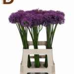 ALLIUM GLADIATOR 70CM / 1 DEMET - 10 ADET