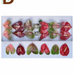 ANTHURIUM A GEMEND / 1 KUTU - 12 ADET