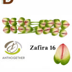 ANTHURIUM A ZAFIRA / 1 KUTU - 12 ADET