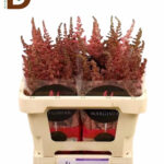 ASTILBE CH VISION PINK 55cm / 1 DEMET - 10 ADET