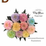 CHRYSANTHEMUM G PASTEL MIX 75CM / MİX ANASTASYA / 1 DEMET - 10 ADET