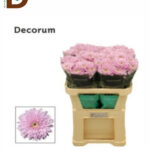 CHRYSANTHEMUM G PETRUSHKA 72CM 85GR / 1 DEMET - 10 DAL