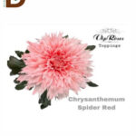 CHRYSANTHEMUM G SPIDER RED / 1 DEMET - 10 ADET