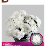 CHRYSANTHEMUM T BALTICA 70CM 105GR / İTHAL BİÇME / 1 DEMET