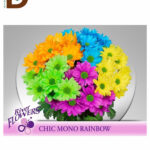 CHRYSANTHEMUM T CHIC PAINT MONO MIX 70CM / İTHAL BİÇME / 1 DEMET