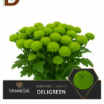 CHRYSANTHEMUM T DELIGREEN 70CM 80GR / İTHAL BİÇME / 1 DEMET