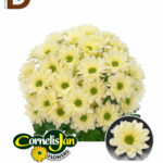 CHRYSANTHEMUM T RESQ CREAM 70CM 90GR / İTHAL BİÇME / 1 DEMET