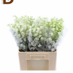 DELPHINIUM EN MAG BIANCA 50CM / 1 DEMET - 5 DAL
