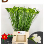 FREESIA DU ESSENCE 54 cm 18 gram / FREZYA / 1 BALYA