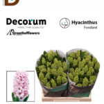 HYACINTHUS FONDANT 30cm 34 / 1 BALYA - 25 ADET / İTHAL KESME SÜMBÜL