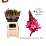 ORNITHOGALUM M-FUJI CERISE RED 60CM / 1 DEMET - 10 ADET