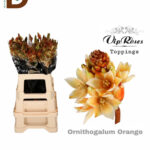 ORNITHOGALUM M-FUJI ORANGE 60CM / 1 DEMET - 10 ADET