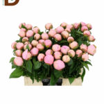 PAEONIA L ANGEL CHEEKS 55CM / 1 DEMET - 10 ADET