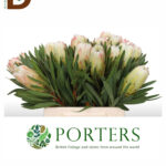 PROTEA WHITE NIGHT 50CM / 1 DEMET - 5 ADET