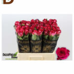 ROSA GR NICOLETTA 50cm 23std / 1 DEMET - 10 DAL