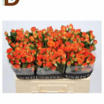 ROSA TR BABE 50CM 23STD / TURUNCU ÇARDAK / 1 DEMET - 10 ADET