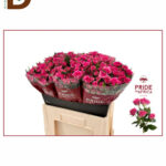 ROSA TR LIANNE 50CM 23STD / İTHAL ÇARDAK GÜL / 1 DEMET - 10 ADET