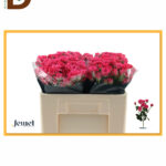 ROSA TR QUINCY  50CM 23STD / 1 DEMET - 10 DAL / İTHAL GÜL