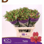 ALSTROEMERIA TANIA 75cm 70gram / 1 DEMET - 10 DAL