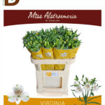 ALSTROEMERIA VIRGINIA 75cm 60gram / 1 DEMET - 10 DAL