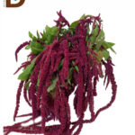 AMARANTHUS OVERIG 80cm / 1 BALYA