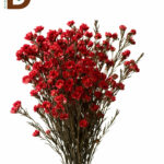 CHAMELAUCIUM RED 60cm 25gram / 1 DEMET - 25 DAL