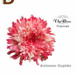 CHRYSANTHEMUM G CUPIDO / 1 DEMET - 10 DAL