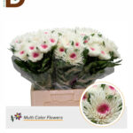 CHRYSANTHEMUM G TOPSPIN H-ERICA 70cm / 1 DEMET - 10 DAL