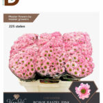 CHRYSANTHEMUM S BOWIE SOFT PINK 55cm / 1 BALYA - 25 DAL